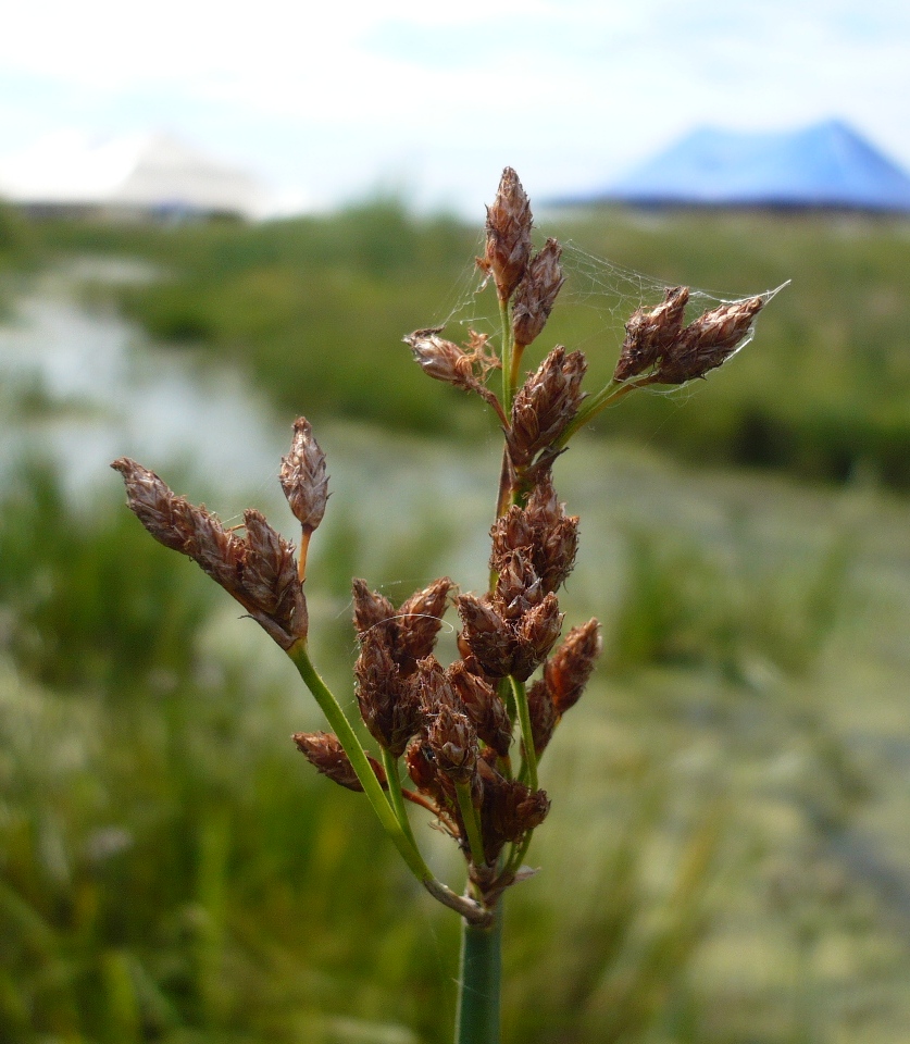 Изображение особи Schoenoplectus lacustris.