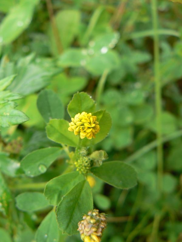 Image of Medicago lupulina specimen.