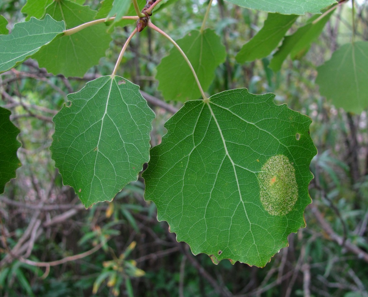 Изображение особи Populus tremula.