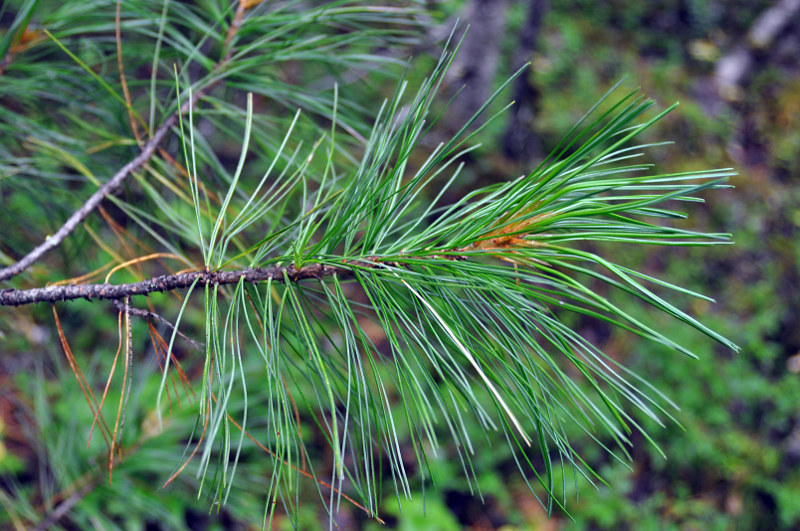 Изображение особи Pinus sibirica.