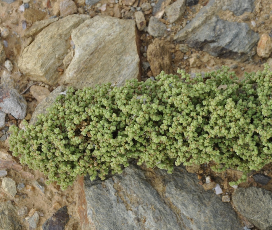 Image of Dysphania botrys specimen.