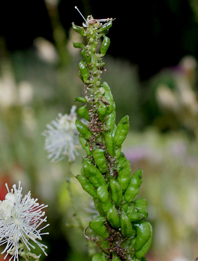 Изображение особи Cimicifuga rubifolia.