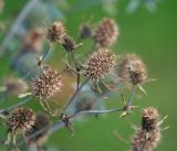 Eryngium planum. Созревшие соплодия. Московская обл., Раменский р-н, окр. дер. Хрипань, садовый участок. 10.09.2014.