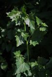 Atriplex sagittata