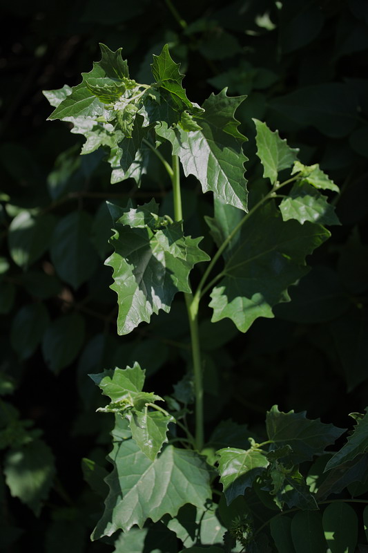 Изображение особи Atriplex sagittata.