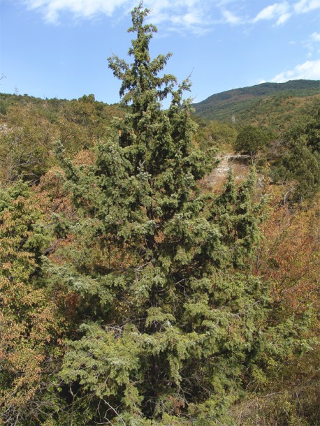 Изображение особи Juniperus deltoides.