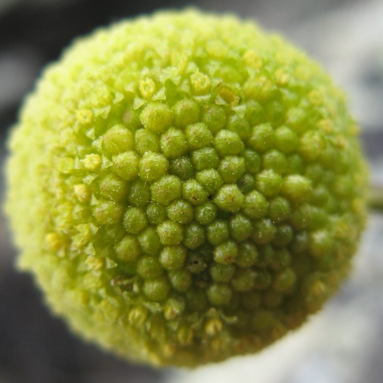 Image of Artemisia norvegica specimen.