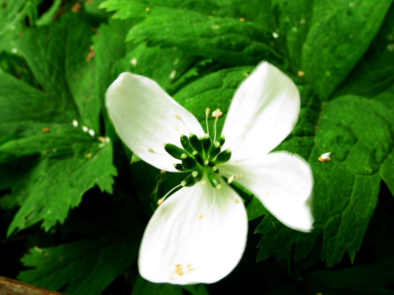 Image of Anemone baicalensis ssp. occidentali-sajanensis specimen.