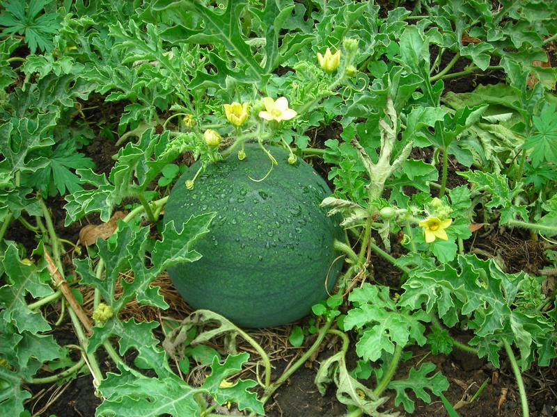 Изображение особи Citrullus lanatus ssp. vulgaris.