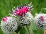 Arctium tomentosum. Соцветия. Балка, степь, Днепропетровская обл., июль.