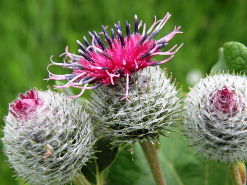 Изображение особи Arctium tomentosum.