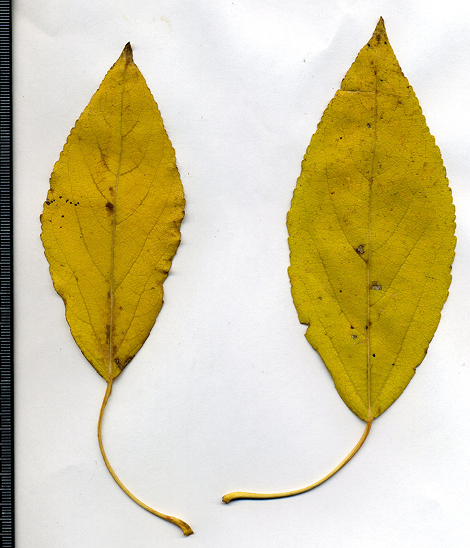 Image of Populus laurifolia specimen.