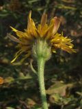 Crepis rhoeadifolia