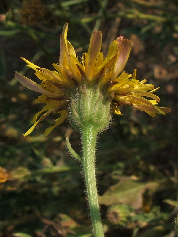 Изображение особи Crepis rhoeadifolia.