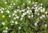 Cerastium arvense