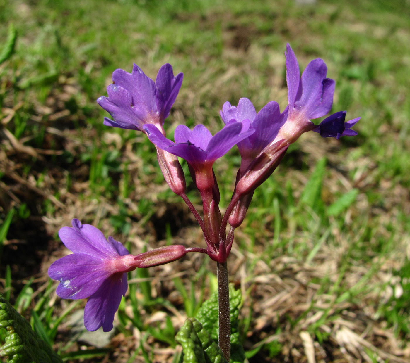 Image of Primula amoena specimen.