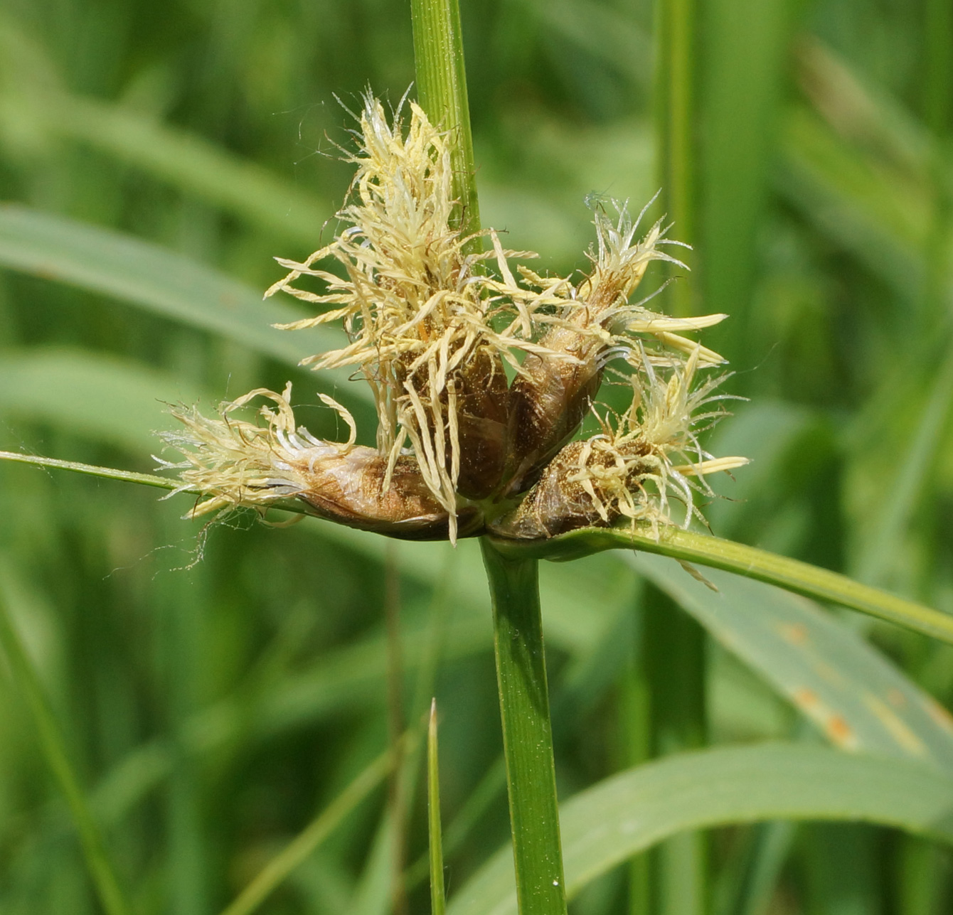 Image of Bolboschoenus planiculmis specimen.