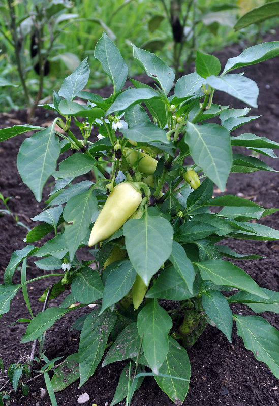 Изображение особи Capsicum annuum.