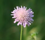 Knautia arvensis. Соцветие. Иркутская обл., Иркутский р-н, окр. устья р. Иркут. 25.06.2014.