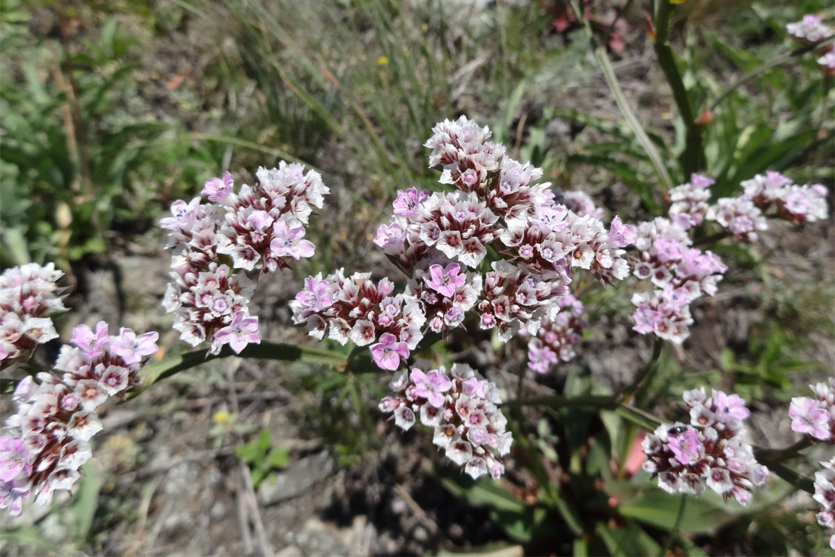 Изображение особи Goniolimon speciosum.