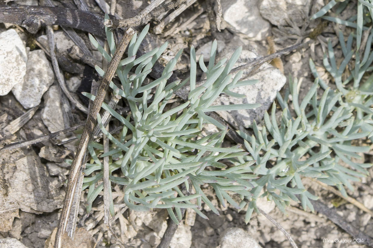 Image of Seseli dichotomum specimen.