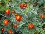 Tagetes patula. Цветущее растение (вид сверху). Иркутск, Студгородок, клумба, в культуре. 24.08.2014.