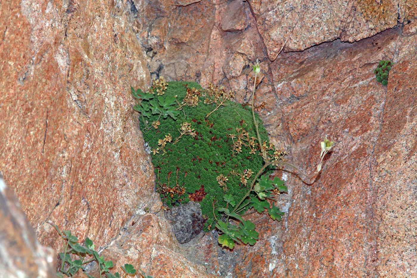 Изображение особи Saxifraga alberti.