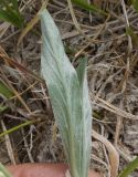 Convolvulus lineatus