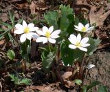 Sanguinaria canadensis