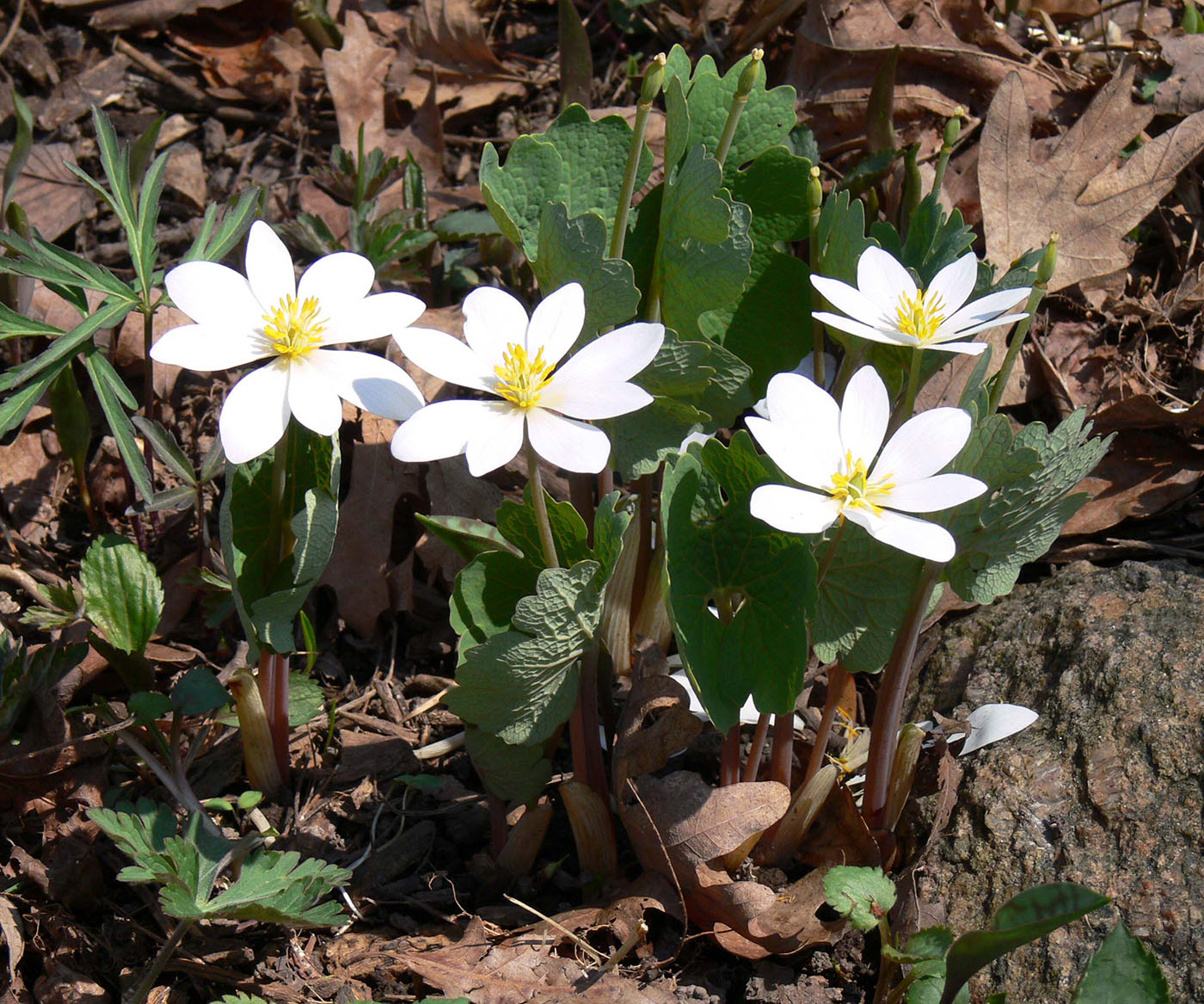 Изображение особи Sanguinaria canadensis.