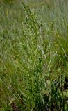 Lithospermum officinale