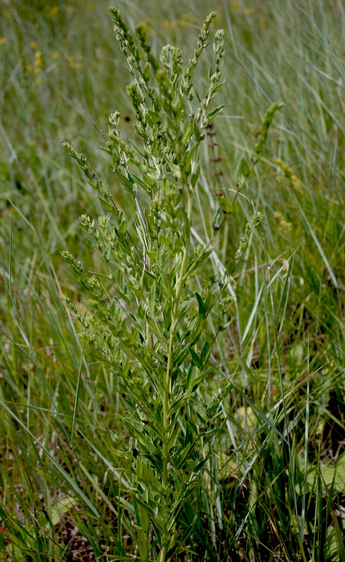 Изображение особи Lithospermum officinale.