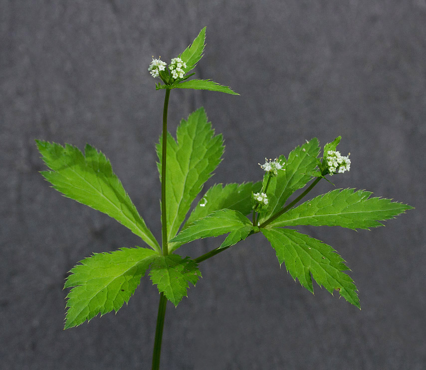 Изображение особи Sanicula uralensis.