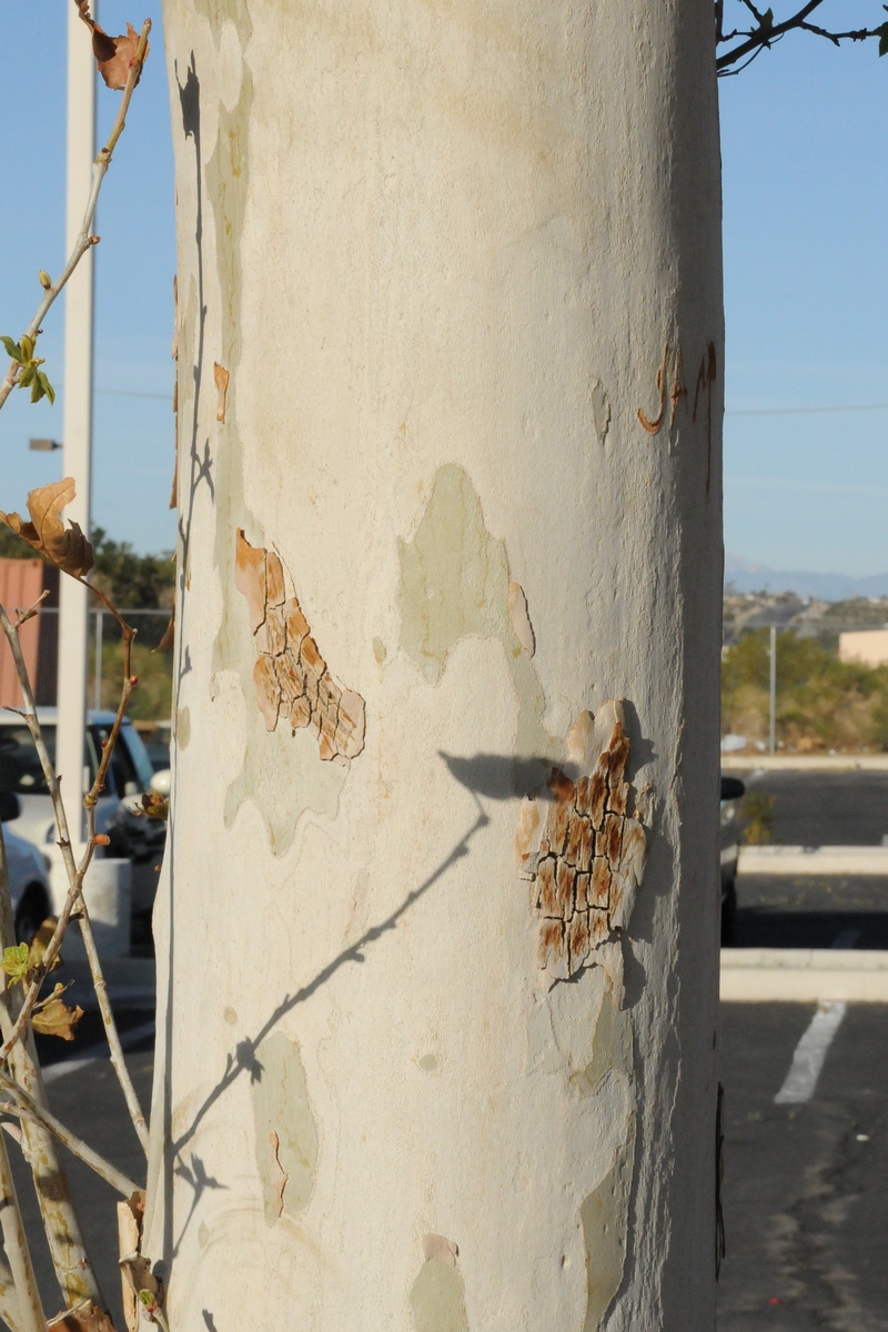 Image of Platanus racemosa specimen.