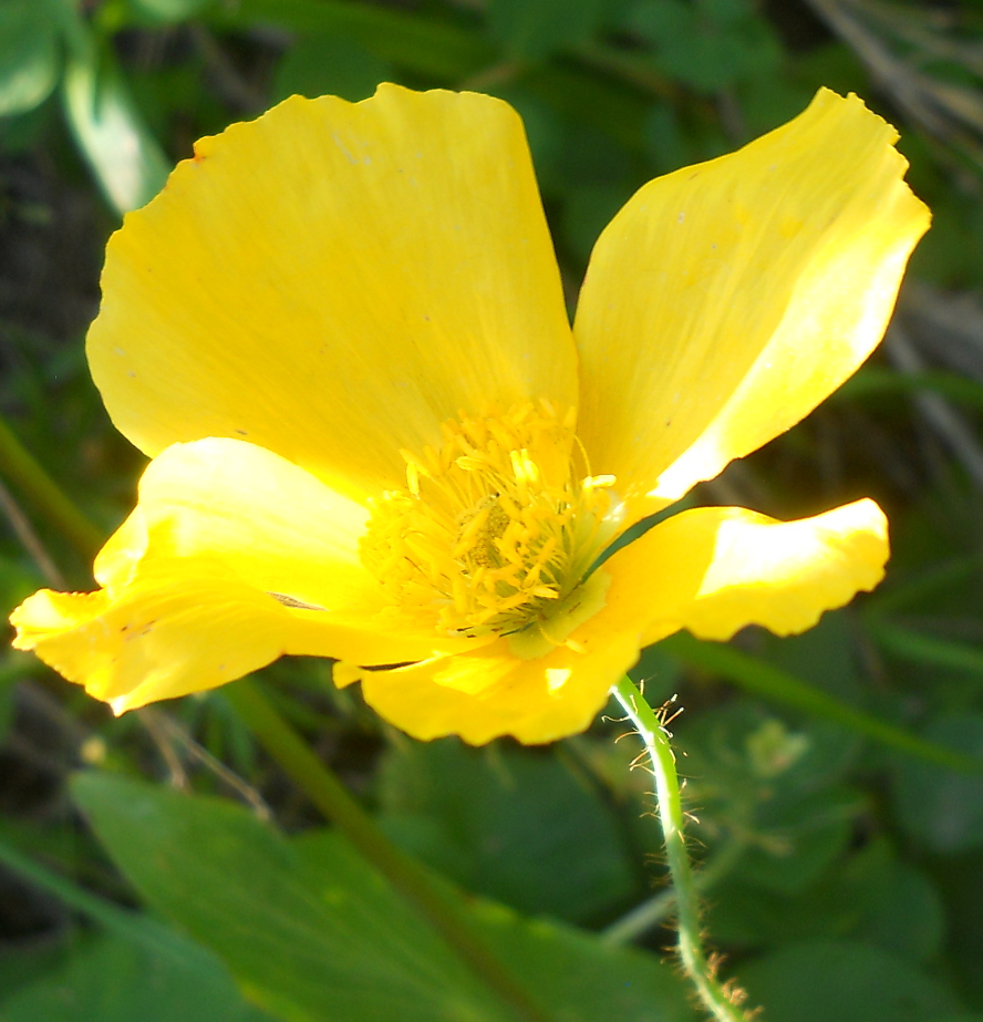 Изображение особи Papaver croceum.