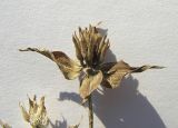 Ziziphora capitata