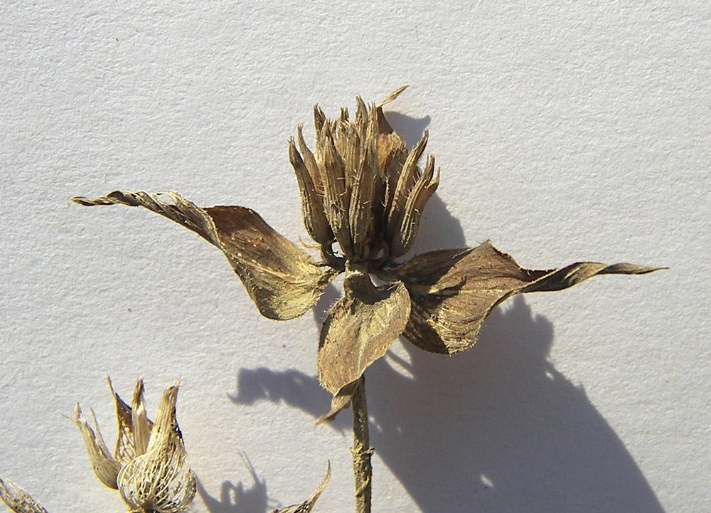 Image of Ziziphora capitata specimen.