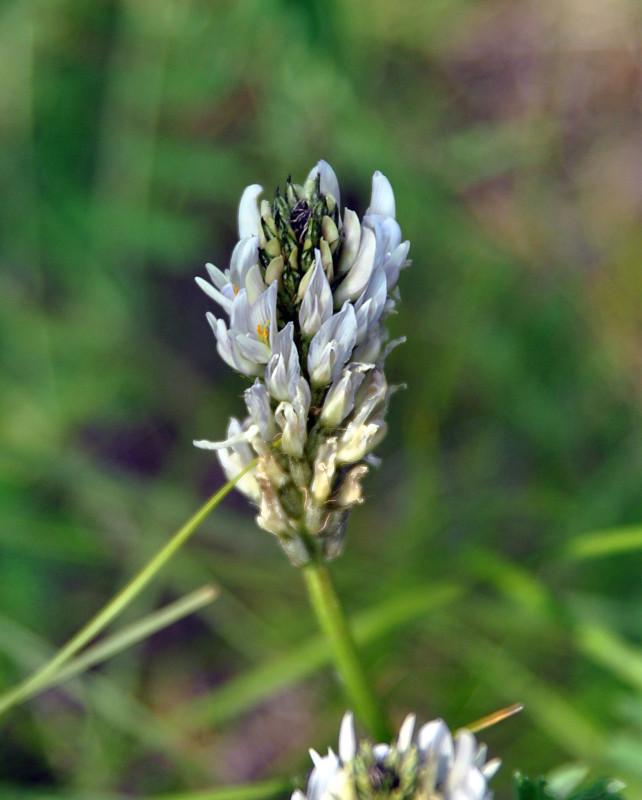 Image of Astragalus inopinatus specimen.