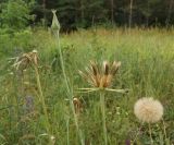 Tragopogon capitatus