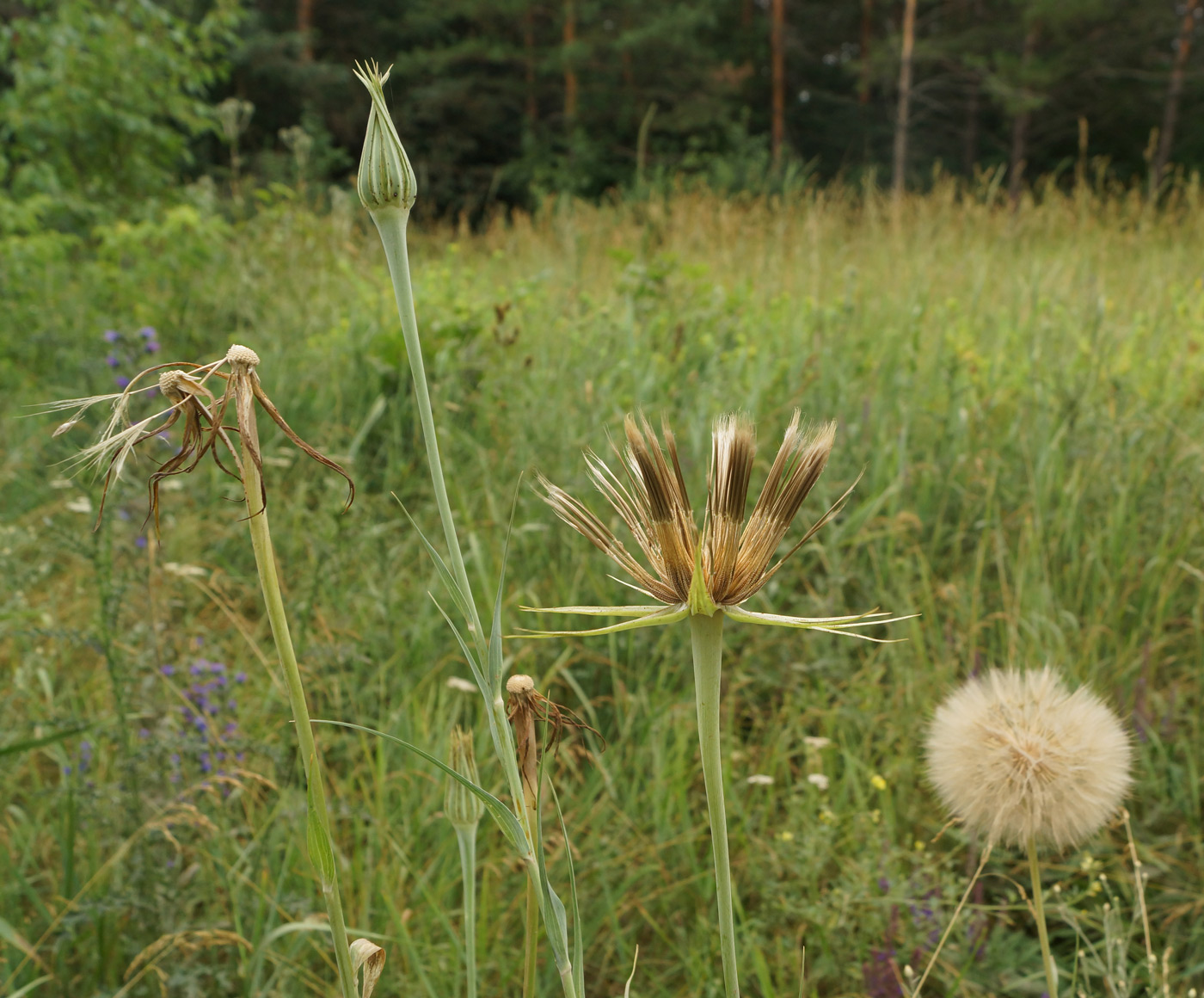 Изображение особи Tragopogon capitatus.