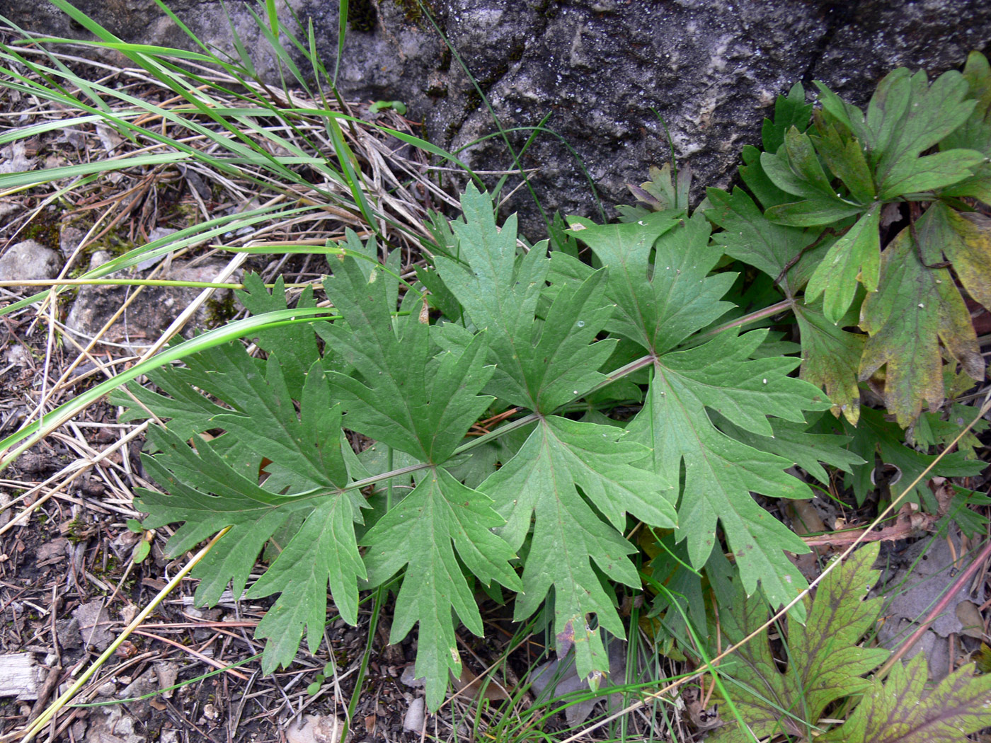 Image of Seseli krylovii specimen.