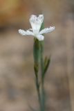 Dianthus tetralepis