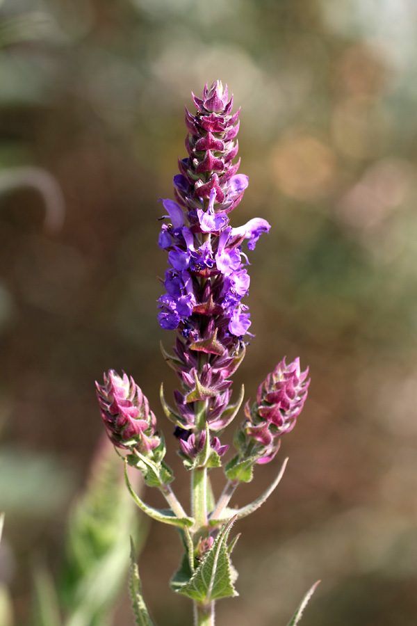Image of Salvia deserta specimen.