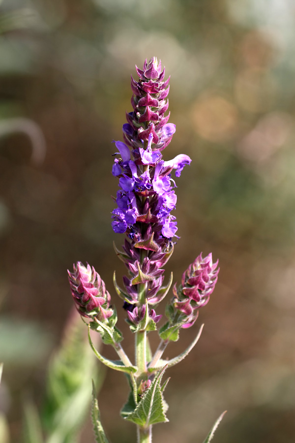 Изображение особи Salvia deserta.