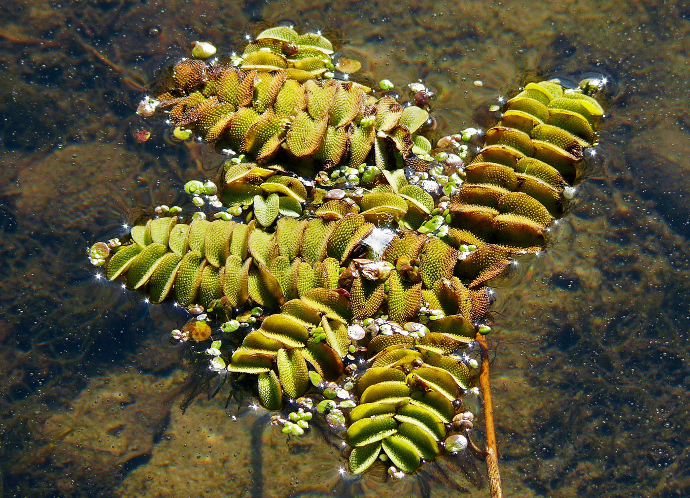 Image of Salvinia natans specimen.