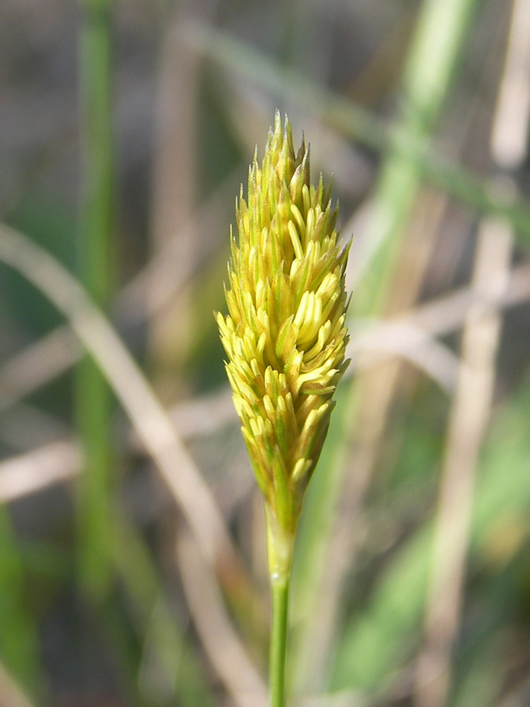 Изображение особи Carex michelii.