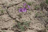 Geranium transversale