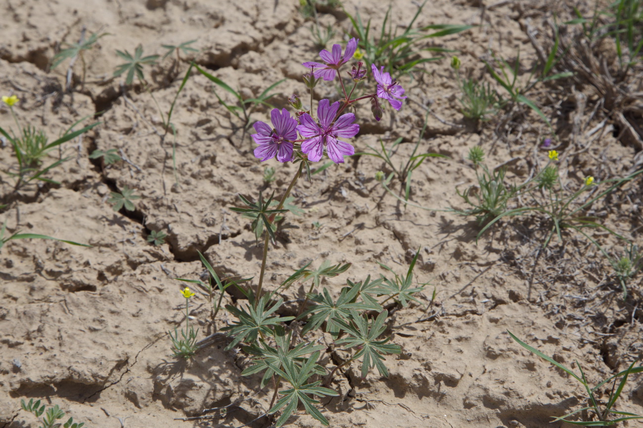 Image of Geranium transversale specimen.