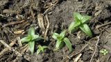 Veronica anagallis-aquatica