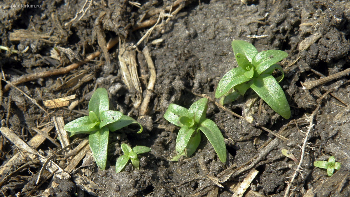 Изображение особи Veronica anagallis-aquatica.